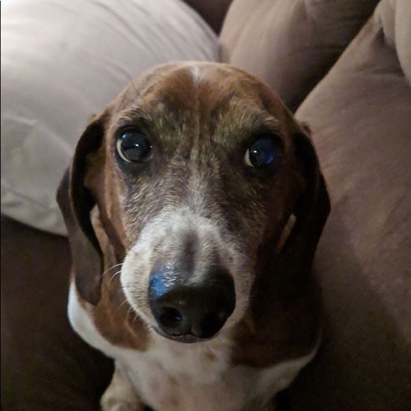 Meet your Posher, Cindi - Picture 1 of 1